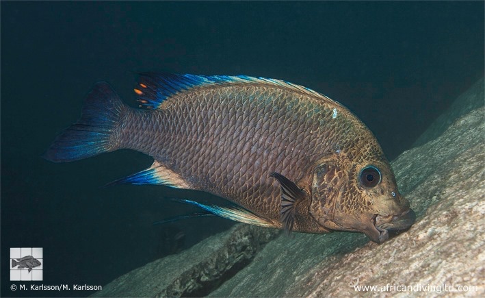 Petrochromis sp. 'blue giant' Mvuna Island